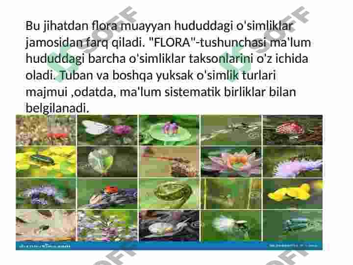 O'zbekiston va Qoraqalpog'iston florasini o'rganilish tarixi slayd 5