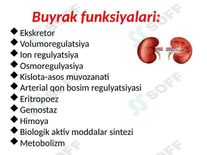 Fiziologiya buyrak 2 5