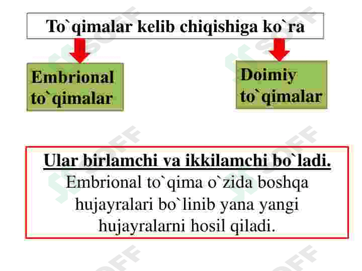 Oʻsimliklar Toʻqimalari 5