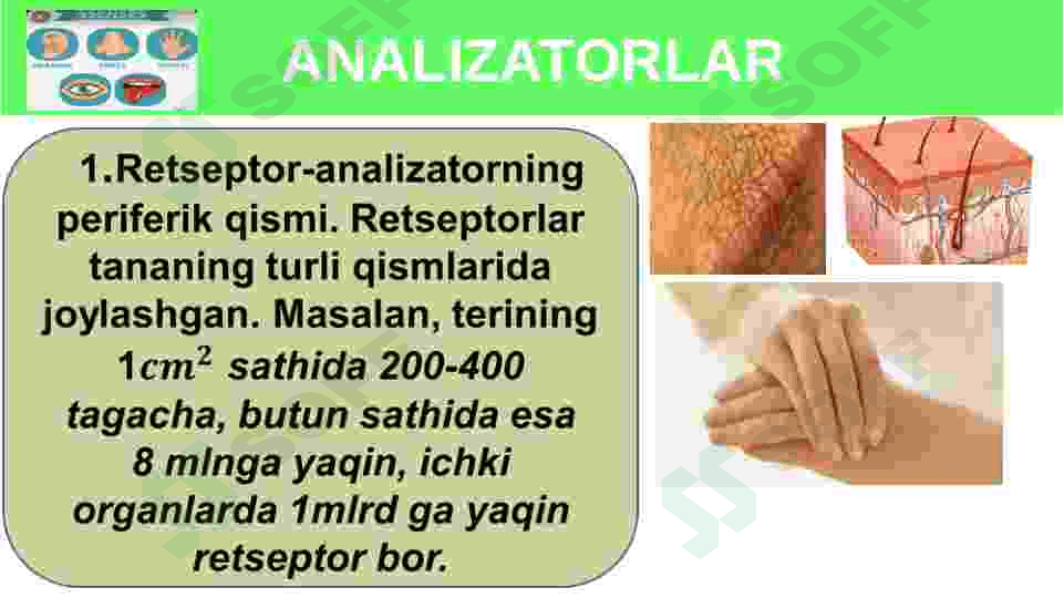 Sezgi azolari fiziologiyasi 6