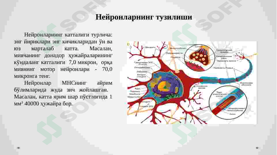 Nerv sistemasining fiziologiyasi va gigiyenasi. 6