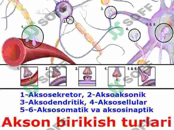 Vegetativ asab tizimining tuzilishi 6