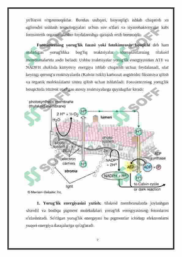 Plastida pigmentlari va ularning fotosintezdagi roli 6