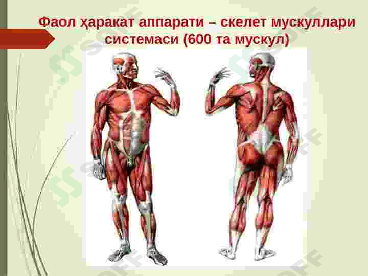 Tayanch harakatlanish organlari. 6