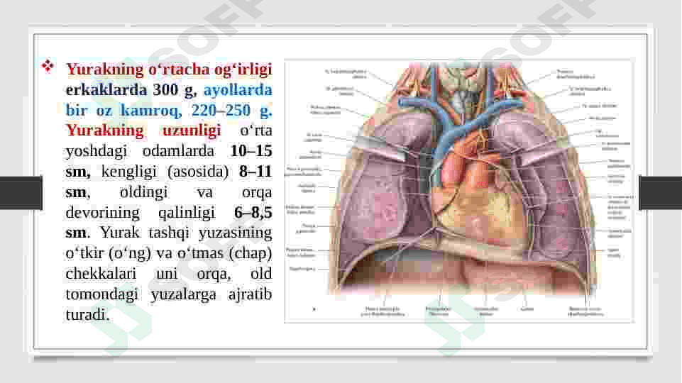 YURAK TOMOGRAFIYASI VA TUZILISHI. TASHQI VA ICHKI UYQU ARTERIYALARNING TUZILISHI VA TARMOQLARI 6