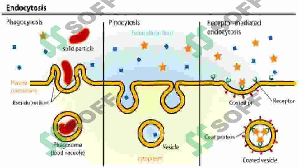 BIOLOGIK MEMBRANALARNI KIMYOVIY TARKIBI 6