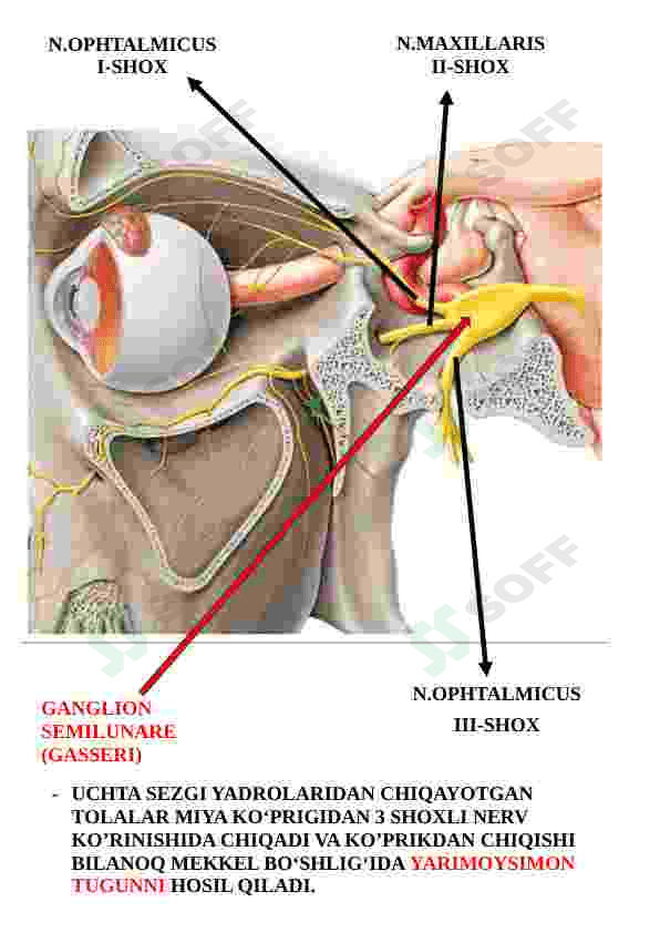 Nervus trigeminus (uch shoxli nerv) 6