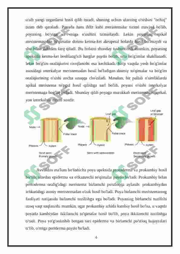 Ko'p yillik daraxtsimon o'simliklar poyasining anatomik tuzulishi 6