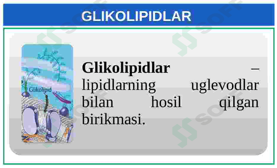 Lipidlarning tuzilishi, funksiyalari 6