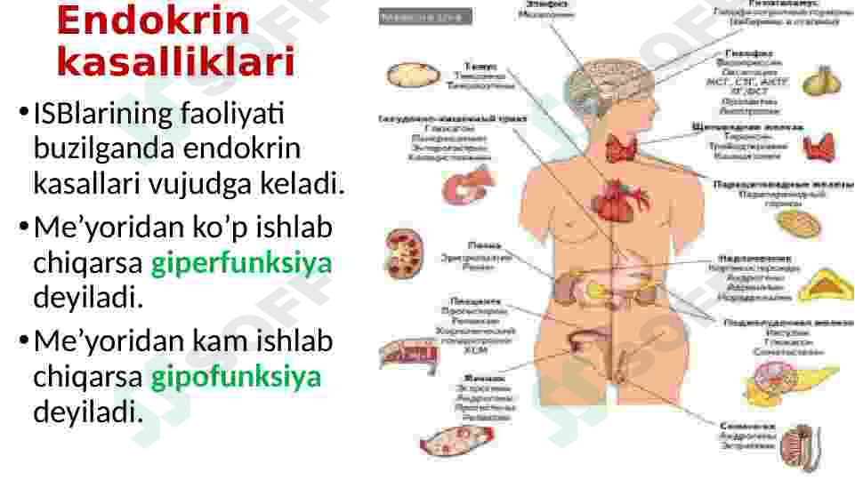Endokrin sistemasi 6
