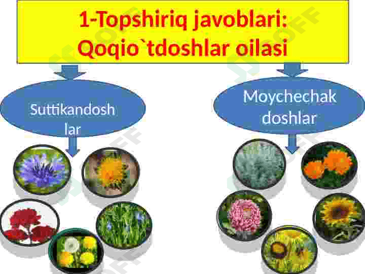 Loladoshlar oilasi 6
