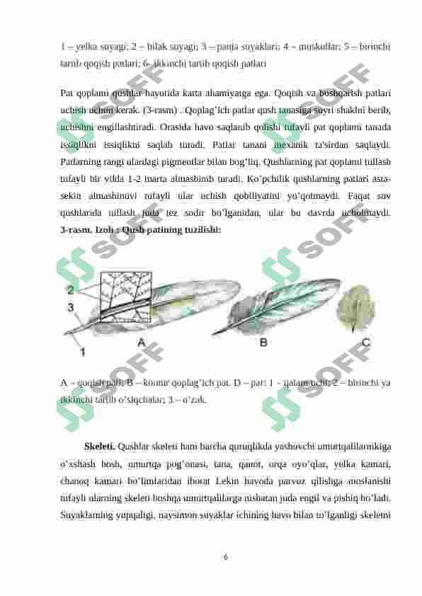 Qushlarning uchishga moslanish belgilari , uchish xillari 6