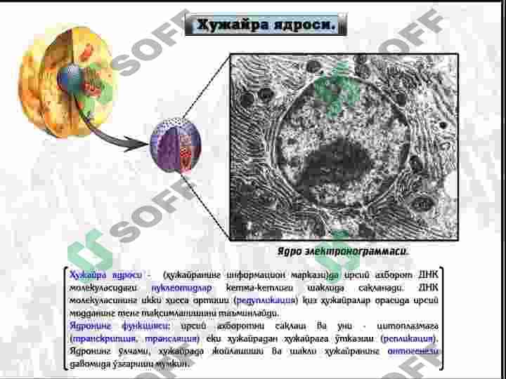 YADRO TUZULISHI 6