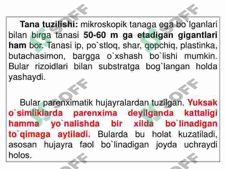Qoʻnğir va diatom suvoʻtlar 6