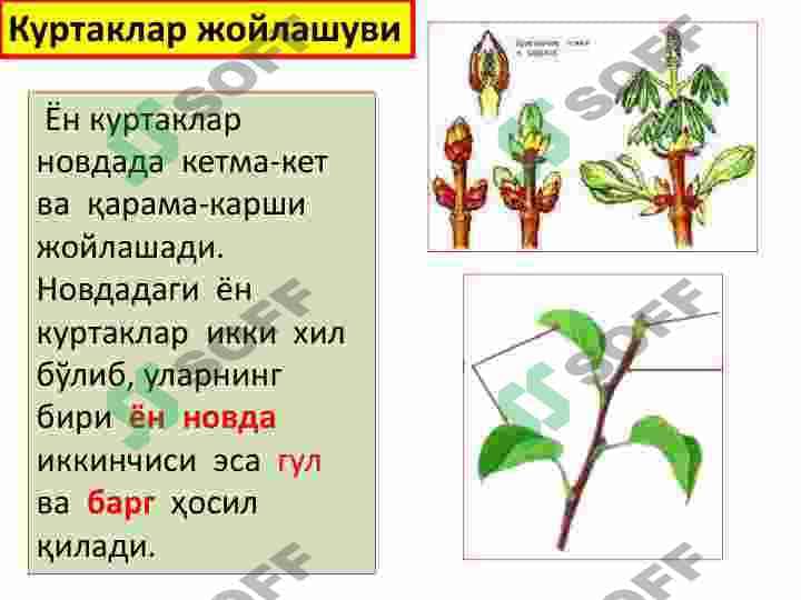 NОVDA. KURTAKLAR.  NОVDADA BARGLARNING  JОYLASHISHI. NОVDA  MЕTAMОRFОZI 6