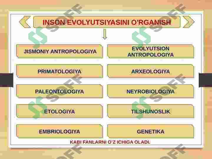 ODAM EVOLYUTSIYASI-DASTLABKI ODAMLAR 6