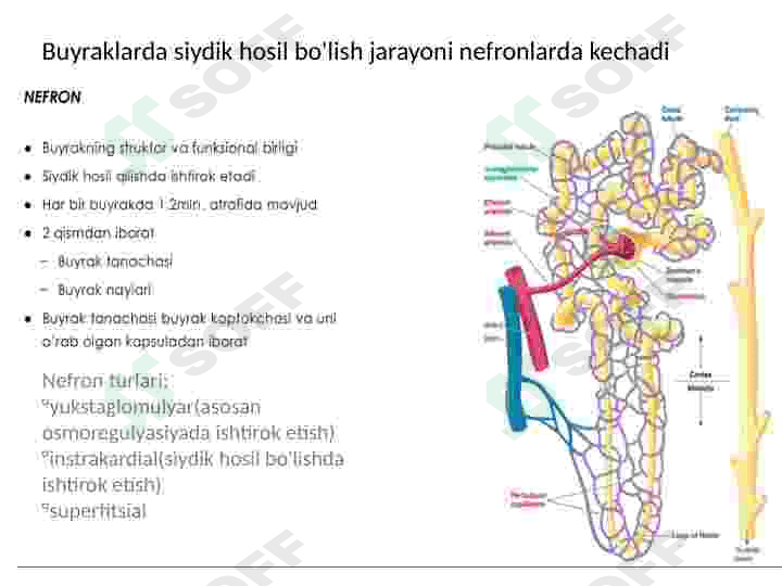 Fiziologiya buyrak 2 6