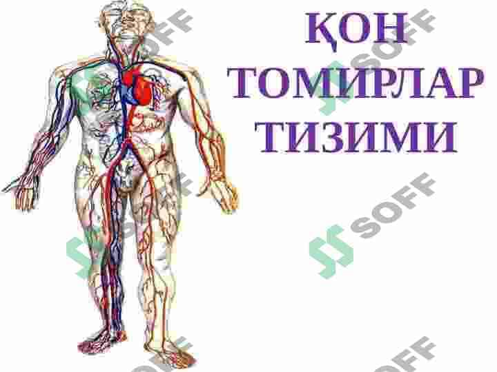 Tomirlar tizimi tuzulishi 6