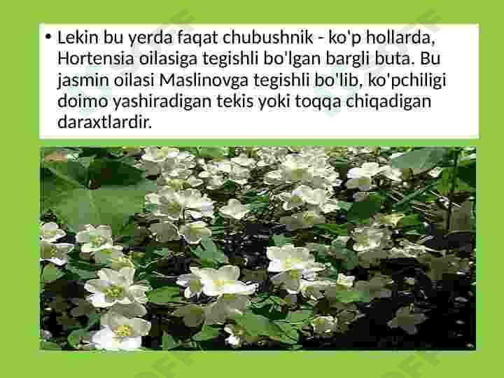 Yasmin, jasmin oʻsimligi haqida maʼlumot 6