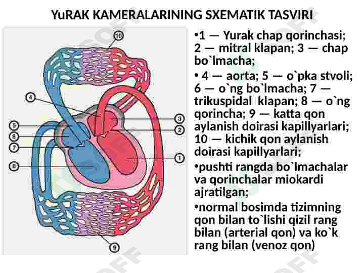 Yurak mitral va aortal nuqsonlari 6