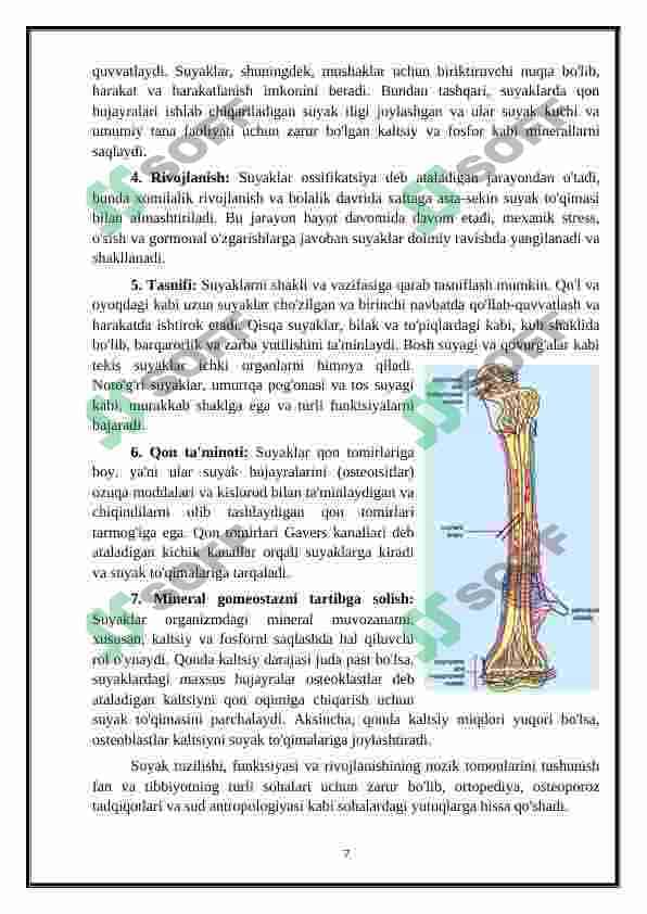 OSTEOLOGIYA - SUYAKLAR HAQIDA TA'LIMOT 6