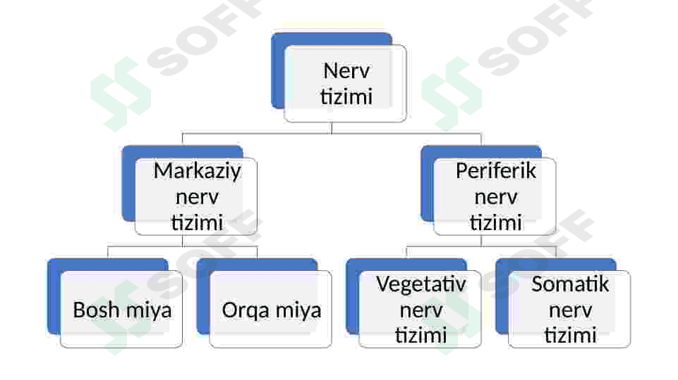 Nerv tizimi va Sezgi organlari 6