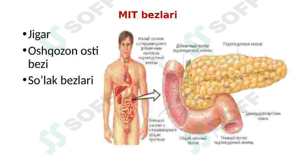 Ovqat hazm qilish organlari 6