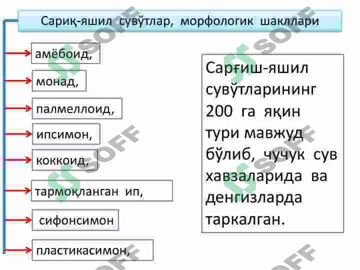 SARIQ-YASHIL SUVO`TLAR  BO`LIMI. TILLARANG SUVO`TLAR  BO`LIM 6