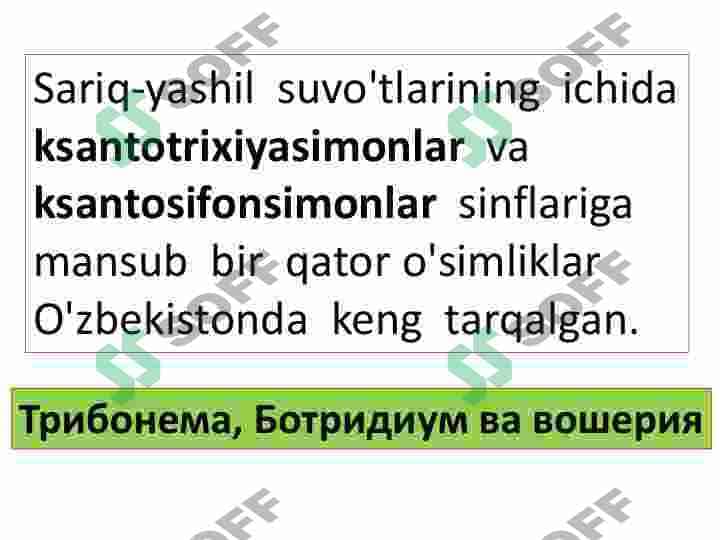 SARIQ-YASHIL SUVO`TLAR  BO`LIMI. TILLARANG SUVO`TLAR  BO`LIM 7