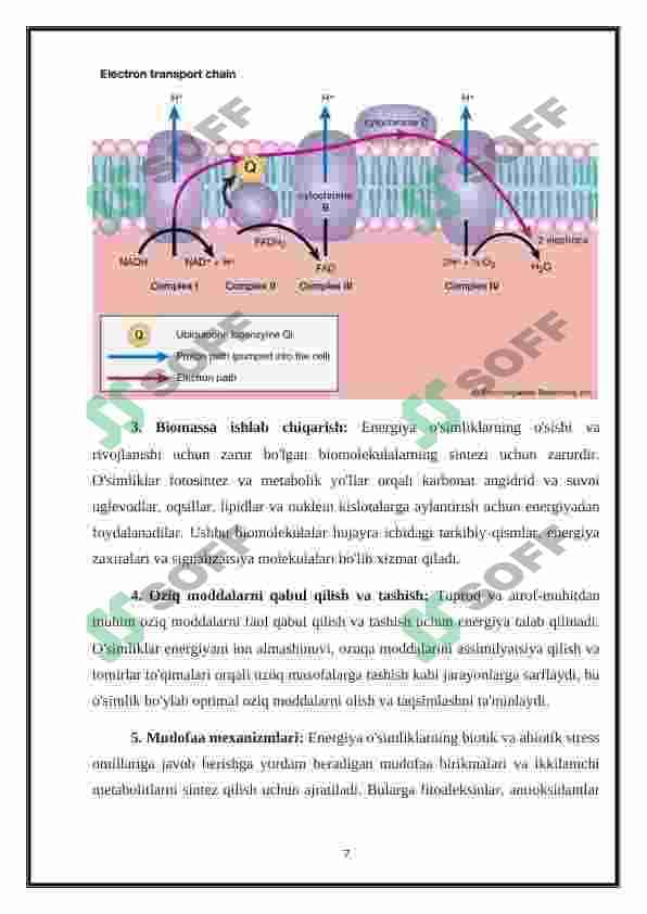 O’simlik hujayrasining energetikasi haqida 7