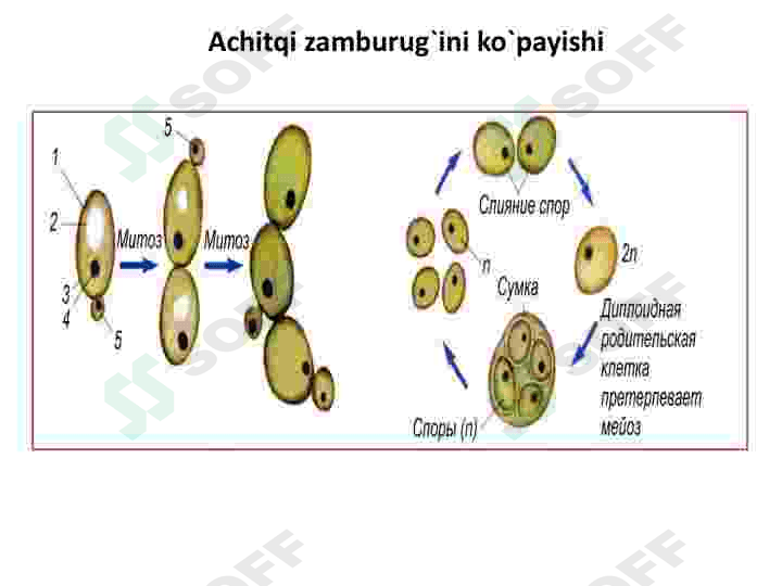 Askomisetsimonlar 7