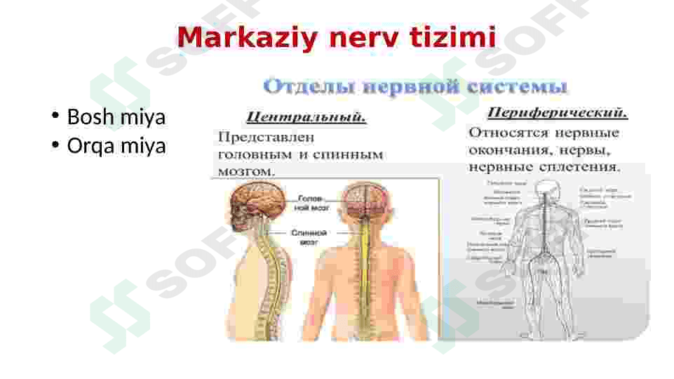 Nerv tizimi va Sezgi organlari 7