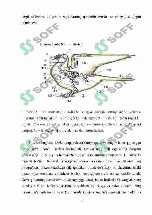 Qushlarning uchishga moslanish belgilari , uchish xillari 7