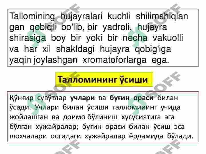 Qoʻnğir va diatom suvoʻtlar 7