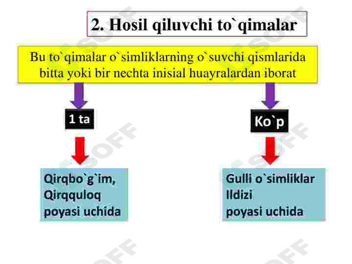 Oʻsimliklar Toʻqimalari 7