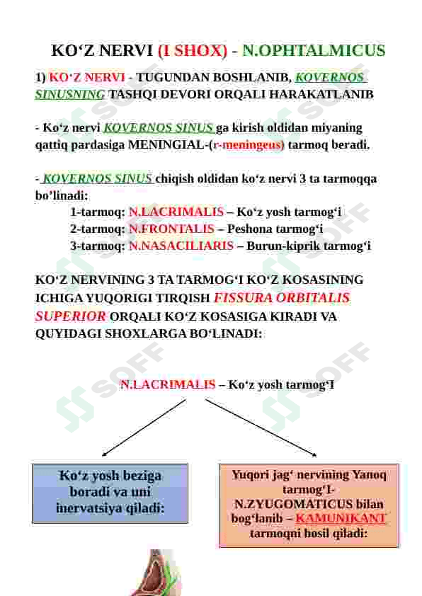 Nervus trigeminus (uch shoxli nerv) 7