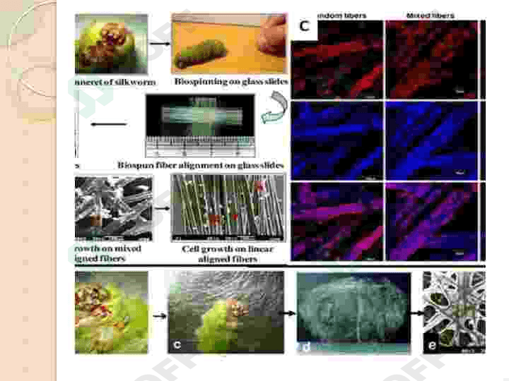 Tut ipak qurti biotexnologiyasi 7