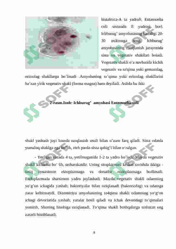 BIR HUJAYRALI PARAZITLAR VA ULARNI O’RGANISH 7