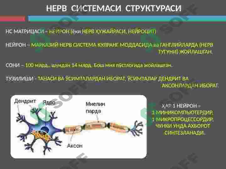 Nevrologiya 7