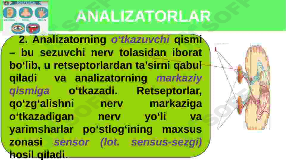 Sezgi azolari fiziologiyasi 7