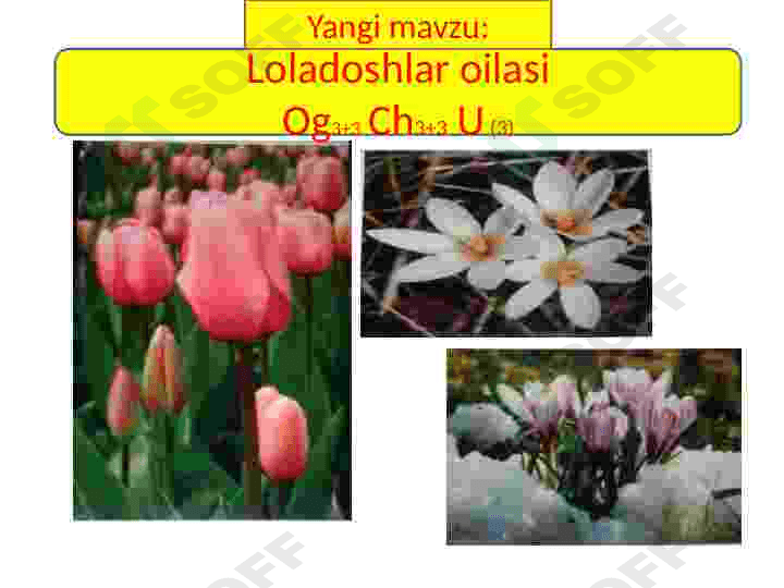Loladoshlar oilasi 7