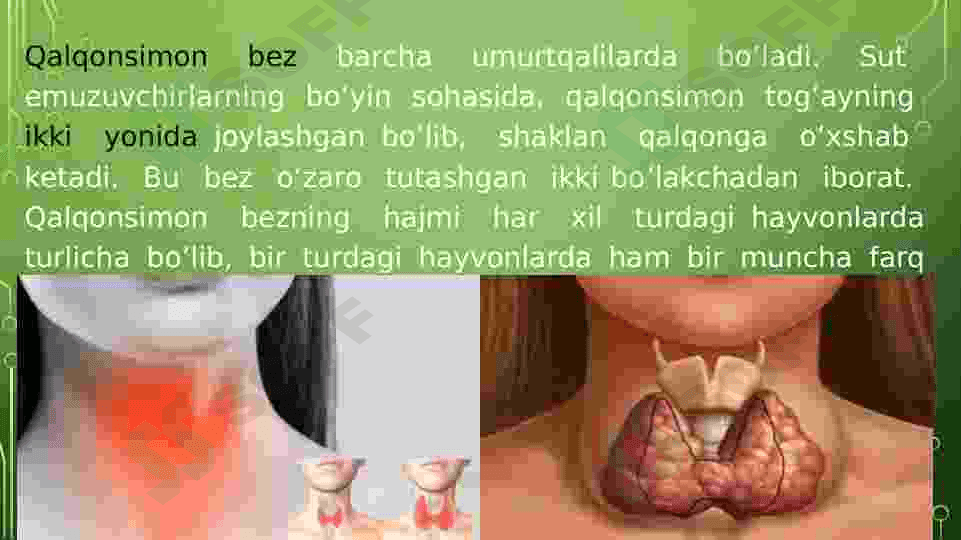 Endokrin fiziologiyasi 7
