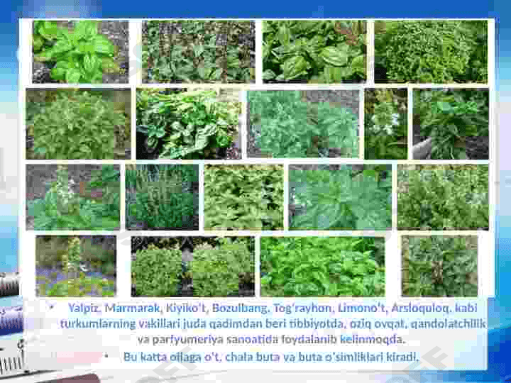 Yalpiznamolar qabilasi 7