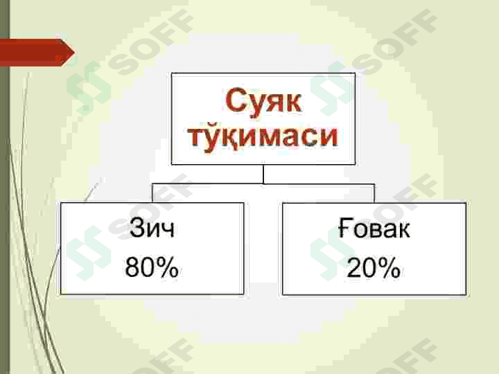 Tayanch harakatlanish organlari. 7
