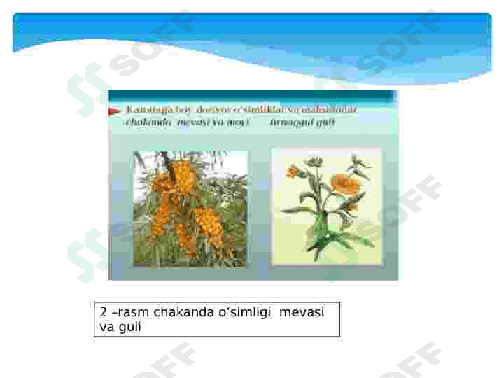 Jiydanamolar qabilasi 7