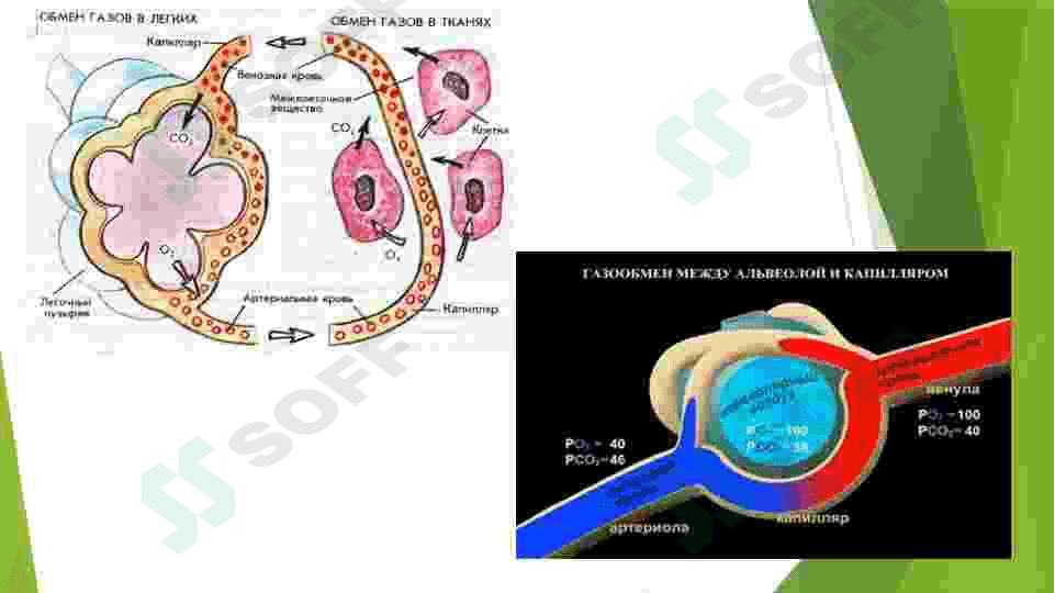 Metabolizm jarayonida energiya hosil boʻlishi va sarflanishi 7