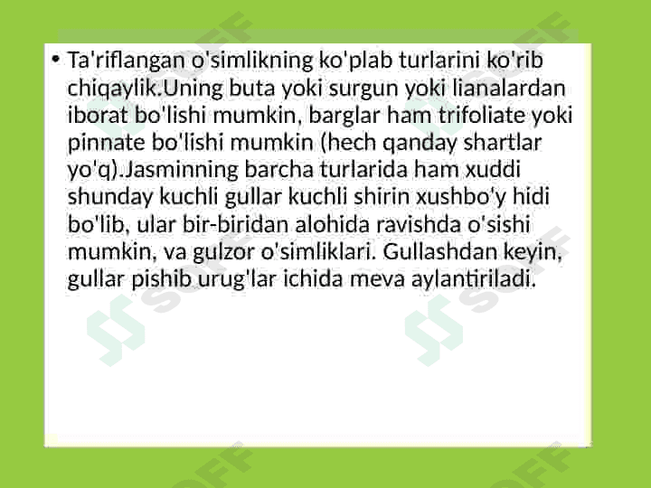 Yasmin, jasmin oʻsimligi haqida maʼlumot 7