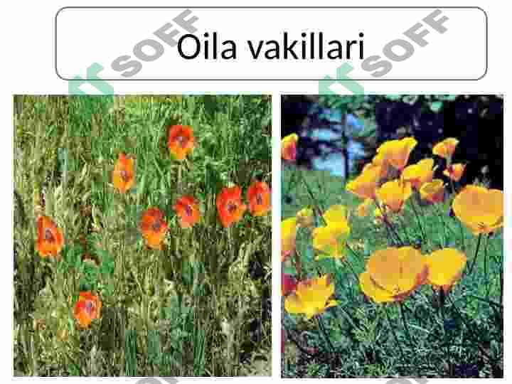 Papaveraceae-Koʻknoridoshlar. Koʻknoridoshlar oilasining dorivorlik xususiyatlari 7