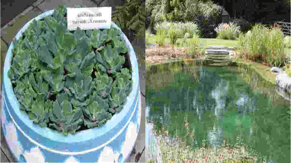 Oqava suvlarni tozalash biotexnologiyasi 7