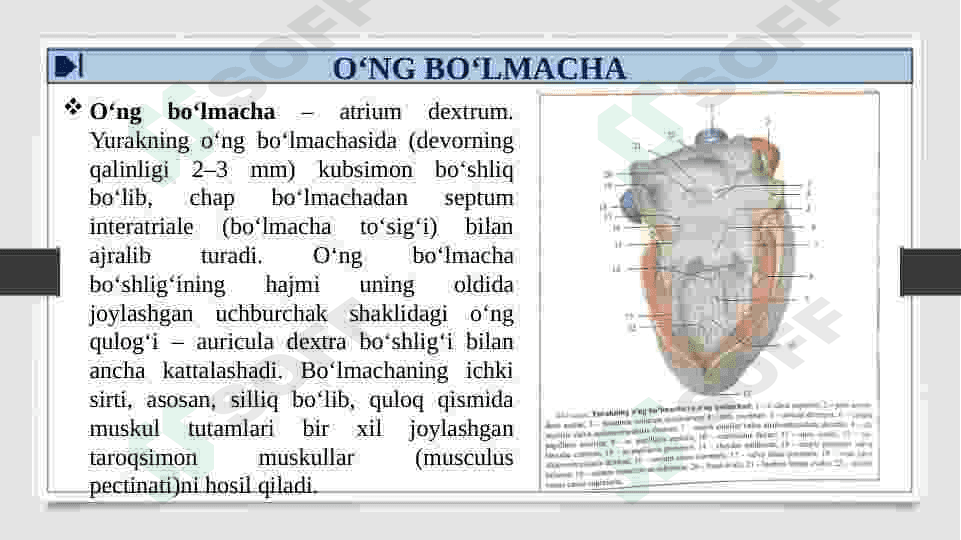 YURAK TOMOGRAFIYASI VA TUZILISHI. TASHQI VA ICHKI UYQU ARTERIYALARNING TUZILISHI VA TARMOQLARI 7